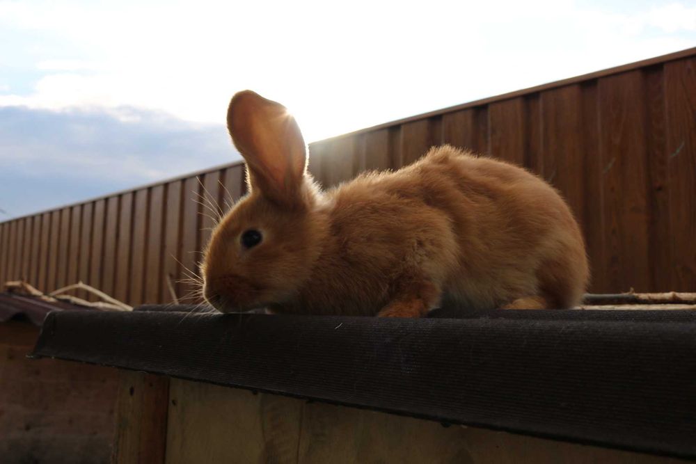 кролі, кролики, бургундська, бургундія, бургунські, бургундці