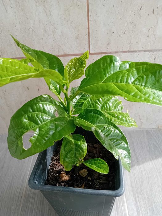 Maracuja' roxo Passiflora Edulis