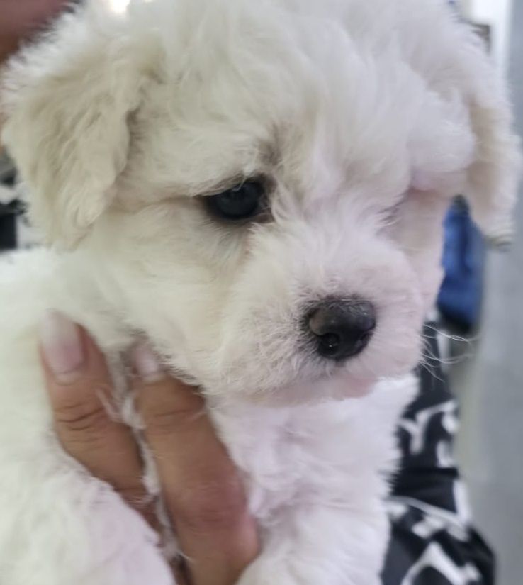 Bichon Frise FCI cudowna dziewczynka