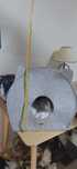 Cesta         gato