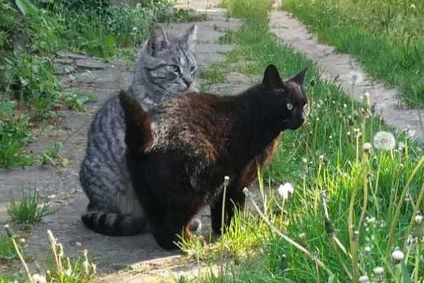 Mamba i Maurycy - mama i synek szukają wspólnego domu