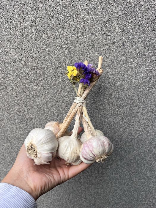 Czosnek z własnej uprawy