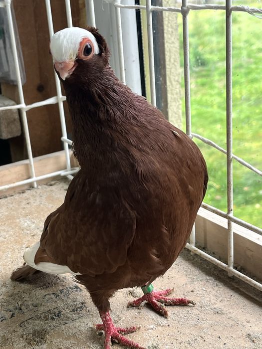 samiec kolcaty 2025r