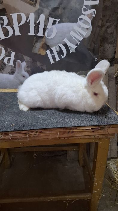 Likwidacja hodowli nowozelandzkich bialych