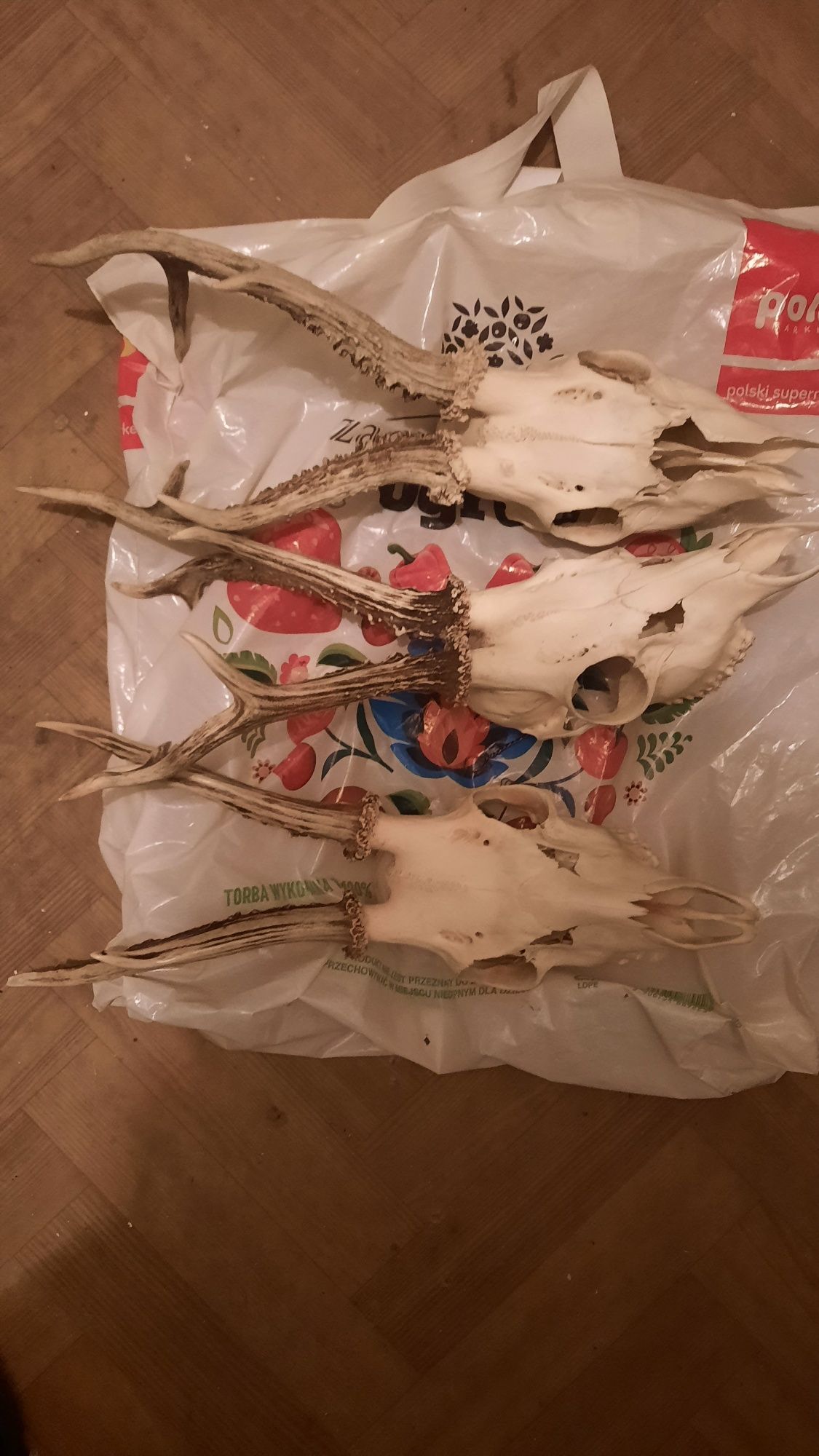 Sprzedam rogi, poroże jelenia, osiemnastak plus gratis