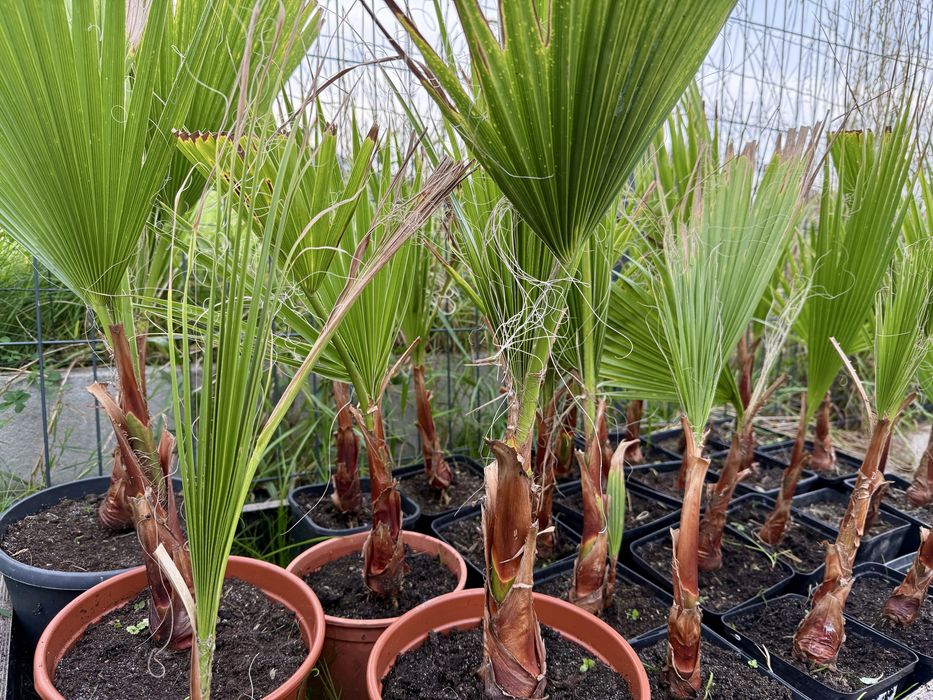 Washingtonia robusta palma -5 st.