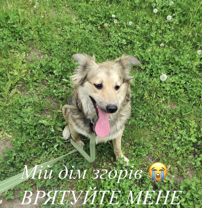 Допоможіть мені знайти прихісток!