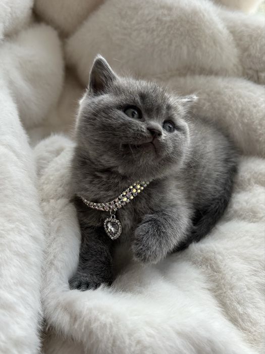 Британська плюшева кішечка. Чистокровна британська кішечка