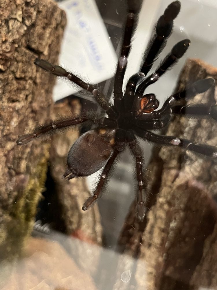 Psalmopoeus Irminia (samiczka)