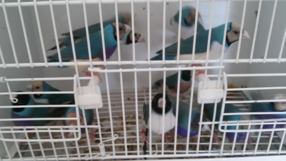 Vendo diamantes gould