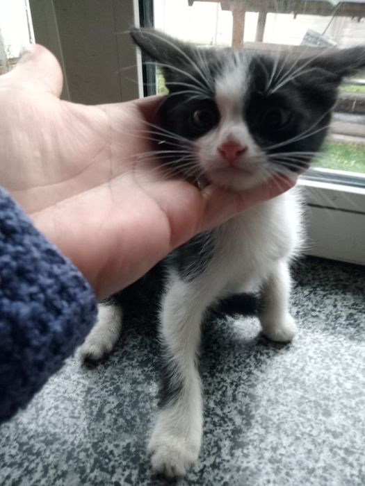 Віддам в добрі руки