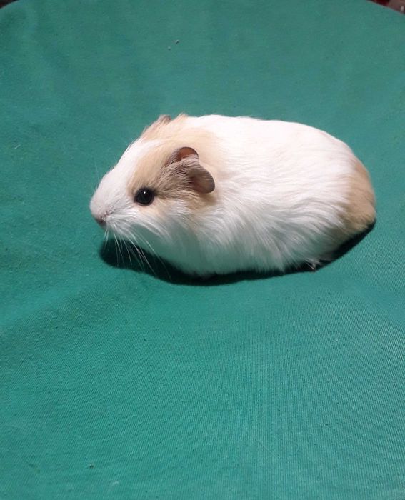Морська свинка, гладкошерста.