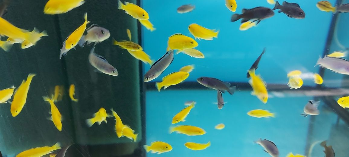 Pyszczaki Labidochromis Caeruleus Lions Cove