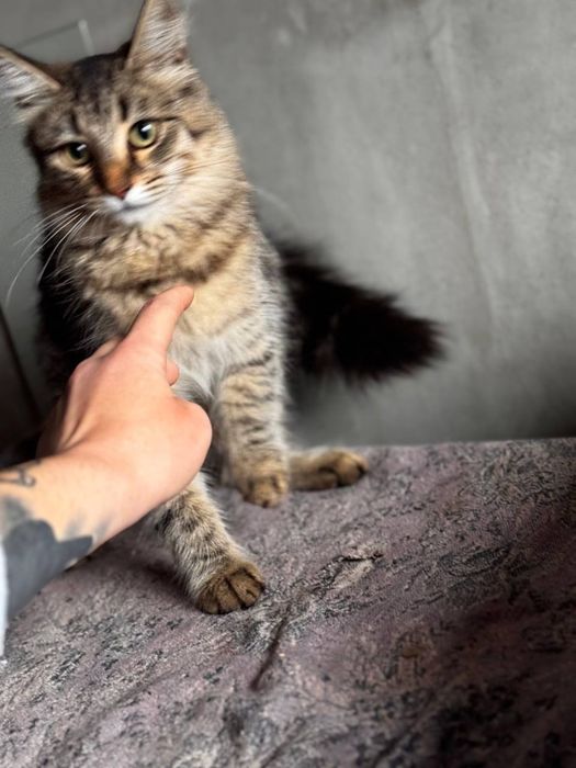 Кошенята безкоштовно стерилізовані