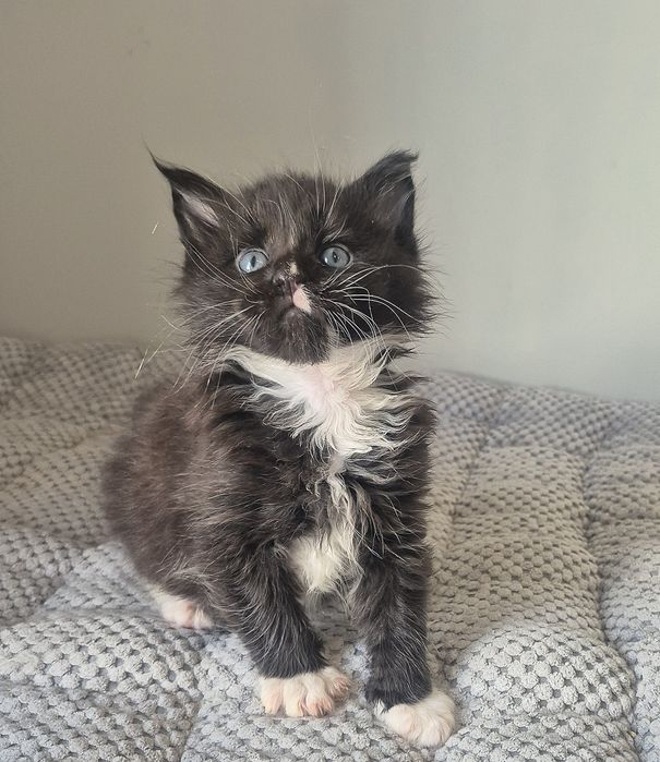 Czarny z białym kocurek Maine coon!!!