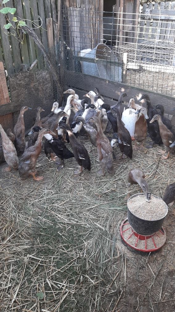 Młode kaczki biegusy