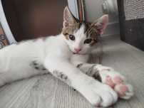 Kociak do adopcji