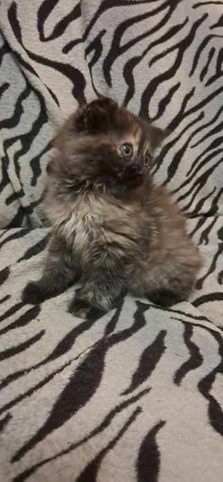 Кошенятко безкоштовно