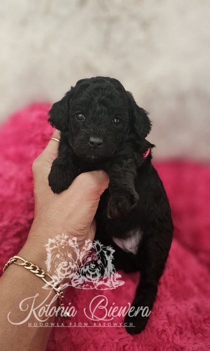 Pudel Miniaturowy czarna dziewczynka Badania genetyczne!!!