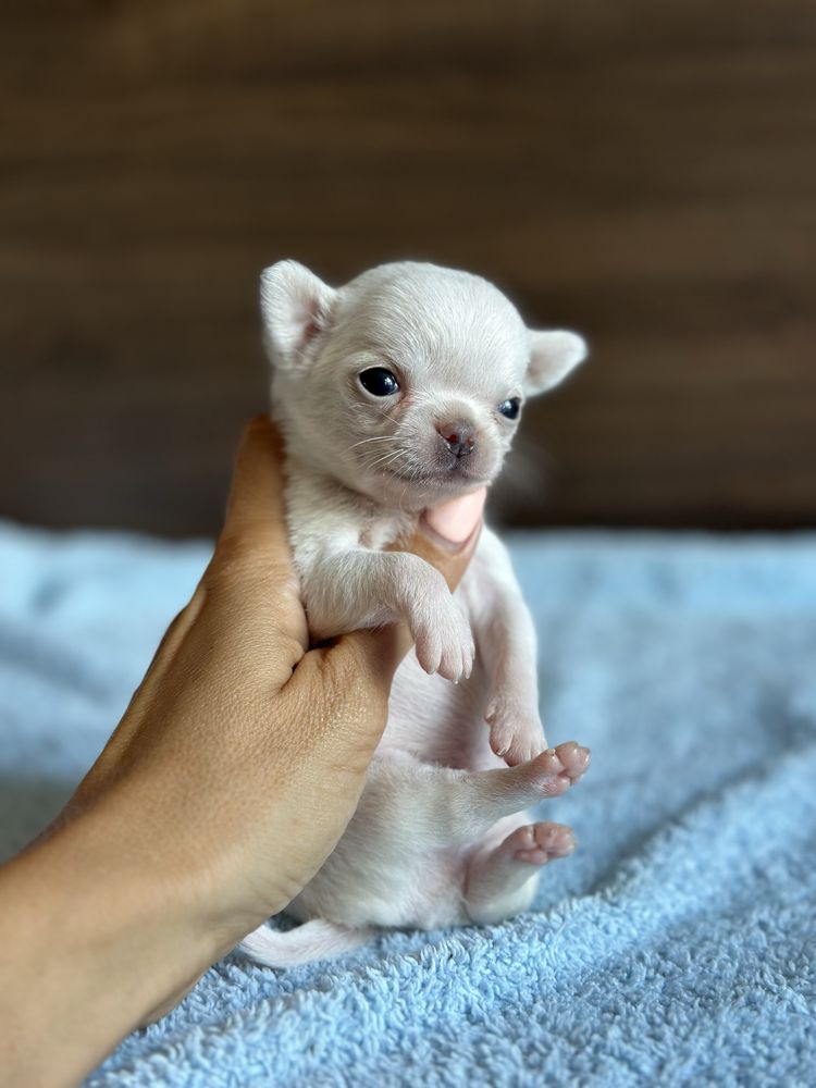 CHIHUAHUA chłopiec mini :)