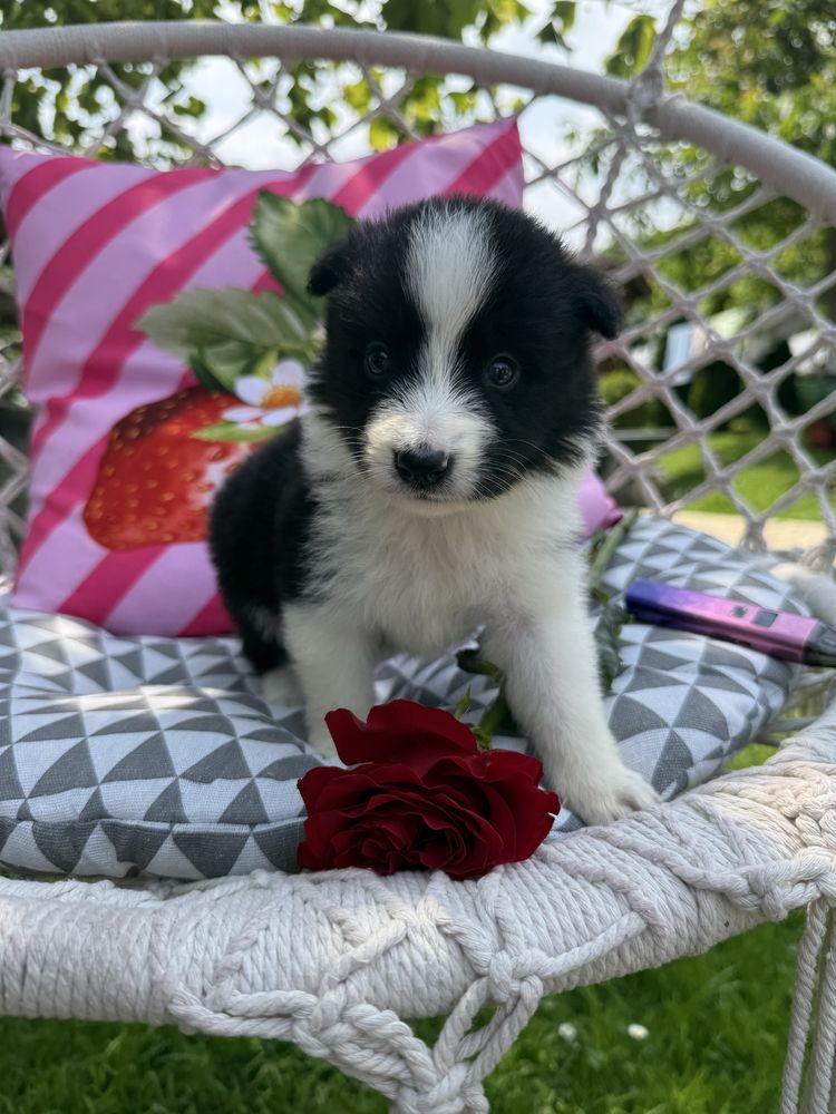 Suczka Border Collie