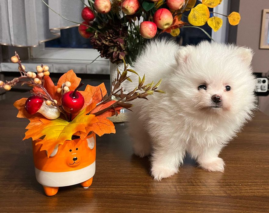 POMERANIAN - piękny, biały chłopak