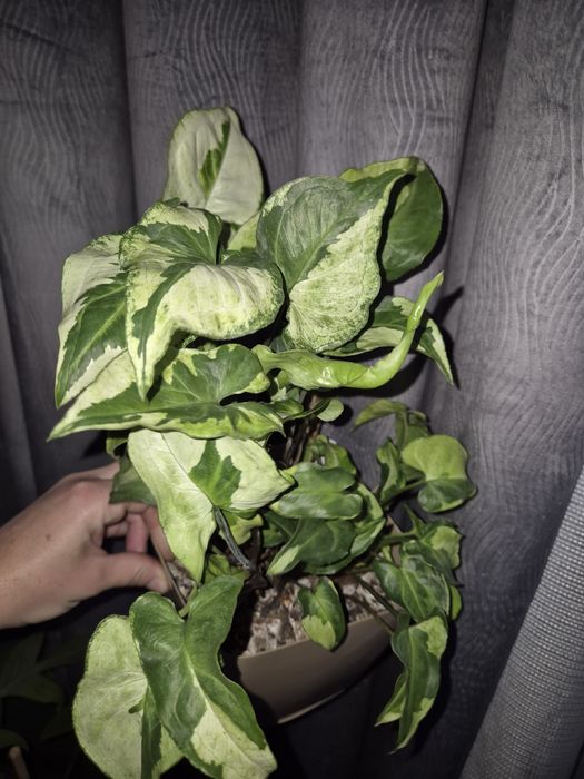 Syngonium cięte sadzonki
