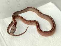 Wąż zbożowy Bloodred no white Pied Sided Tessera het Amel/Ultra, Motle