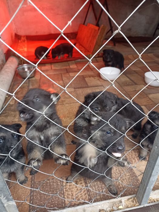 Продам щенков ВЕО