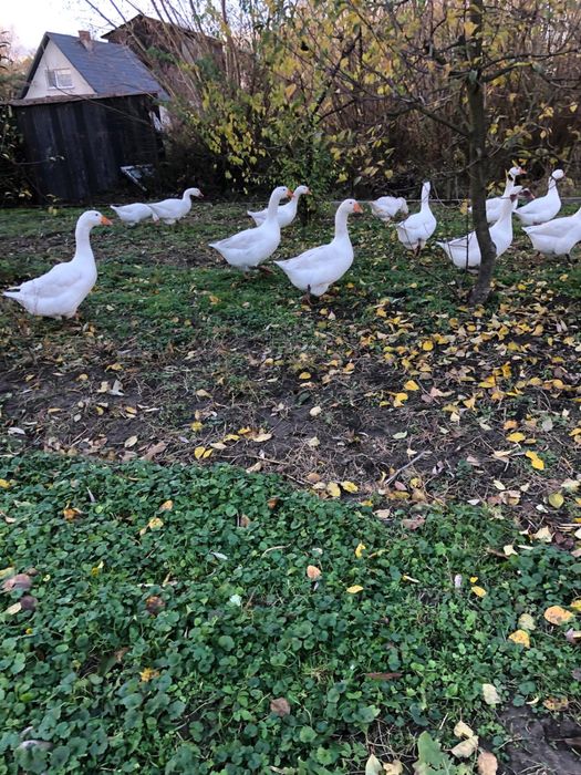 Sprzedam gęsi żywe bądź tuszkę z własnego chowu