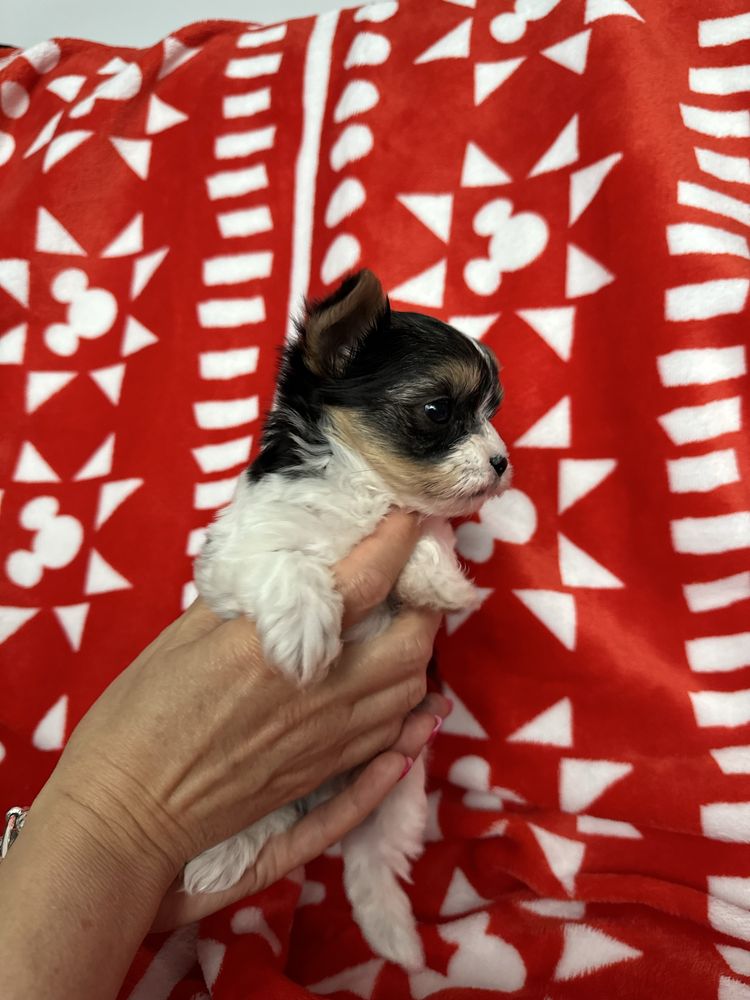 York Biewer Terrier samiec