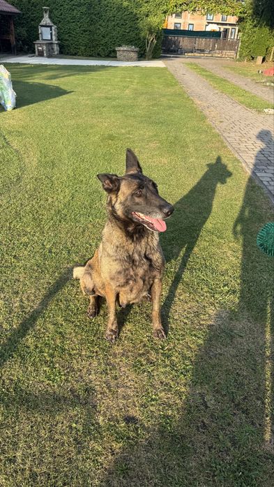 Owczarek Belgijski Malinois szczeniak