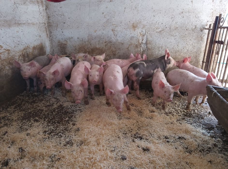 Продам поросят два місяці