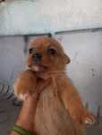 Vende se cães rasados pinher e hihuahua
