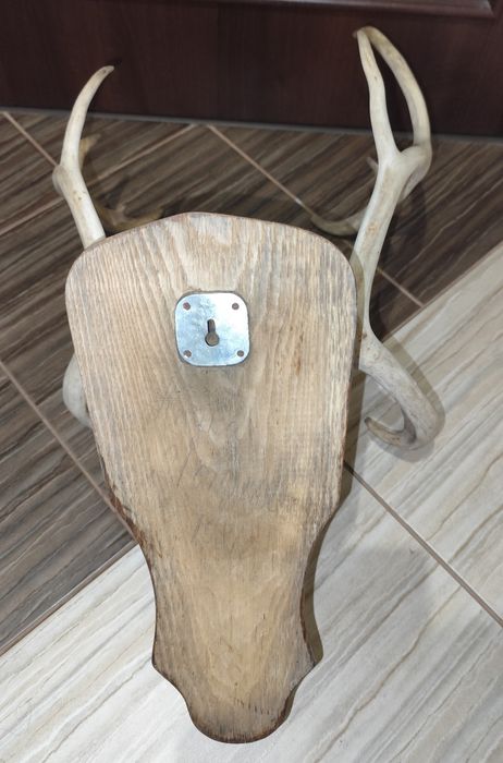 Настінні роги оленя