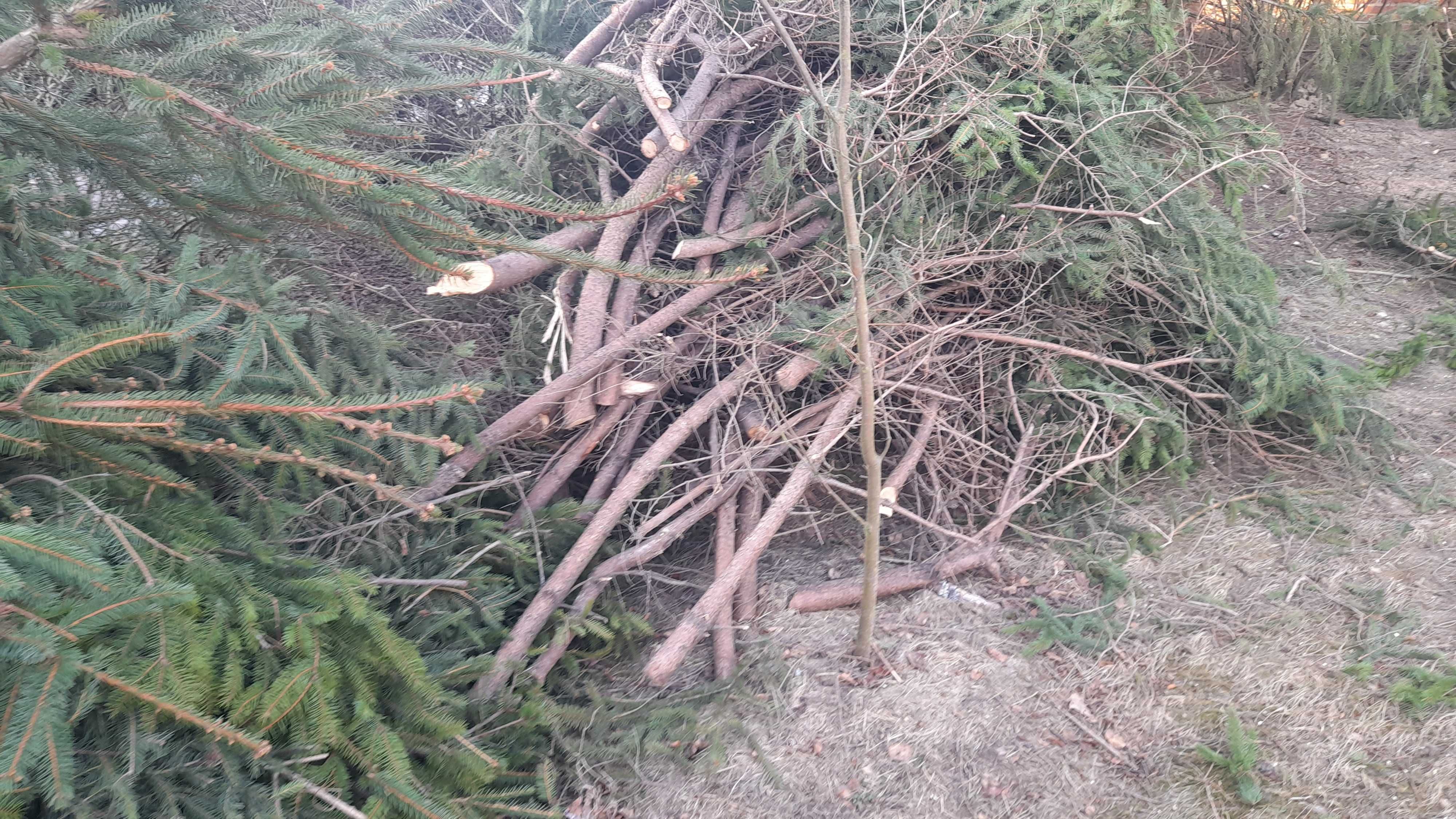 Gałęzie świerkowe oddam za darmo. Pień orzecha włoskiego.