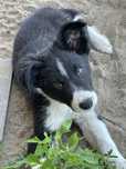 Szczenię piesek Border Collie