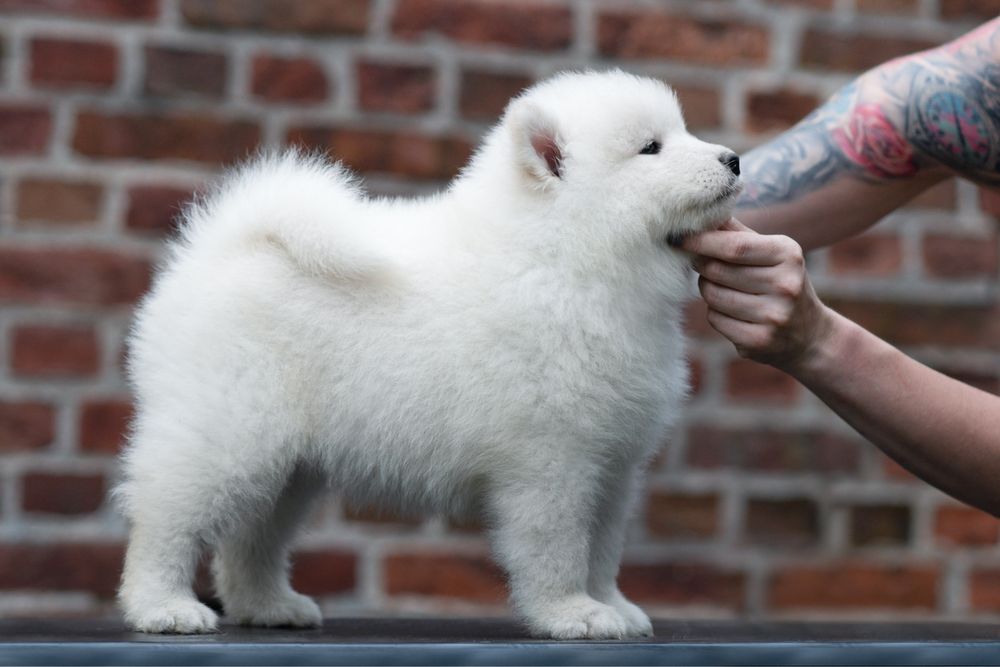 Samoyed z rodowodem ZKWP