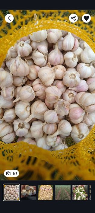 Czosnek Jarus wiosenny od Rolnika