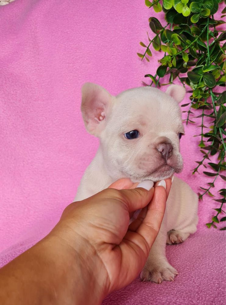 Fantastico Platinium Bulldog/ Bouledog Frances de Qualidade