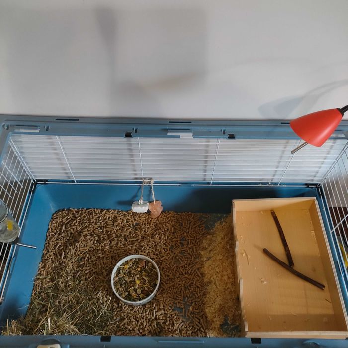 Świnki morskie 2 sztuki. Gratis. Z klatką.