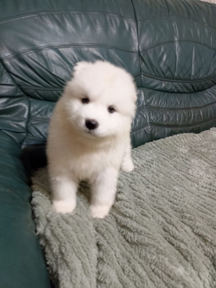 Samoyed szczeniak