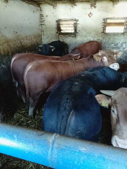 Sprzedam byki mięsne