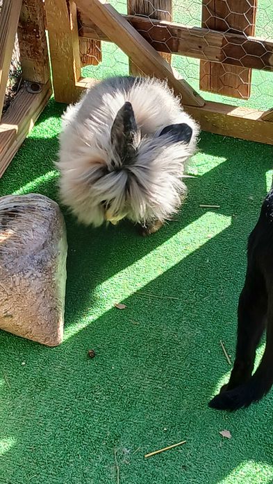 Lionhead Macho - Popeye
