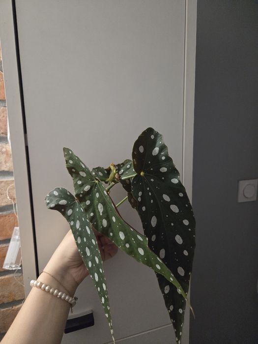 Sadzonka begonia maculaty