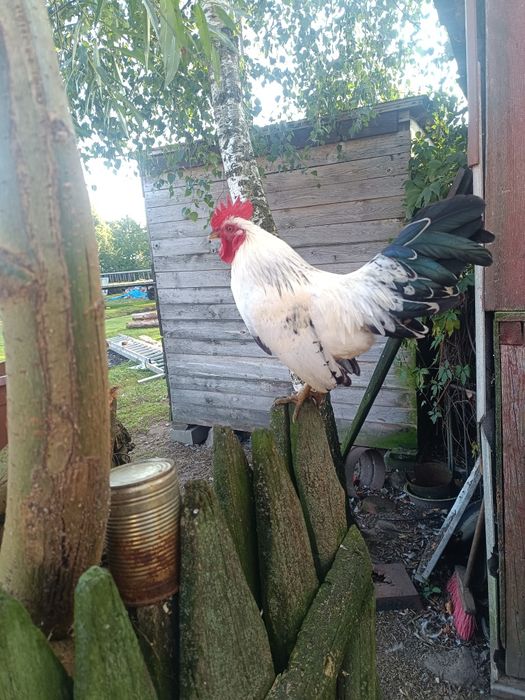 Sprzedam małego kogutka