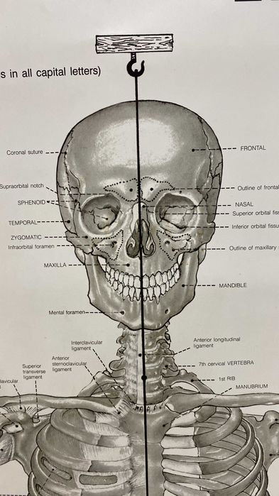 osteopatia\fisio MTC
