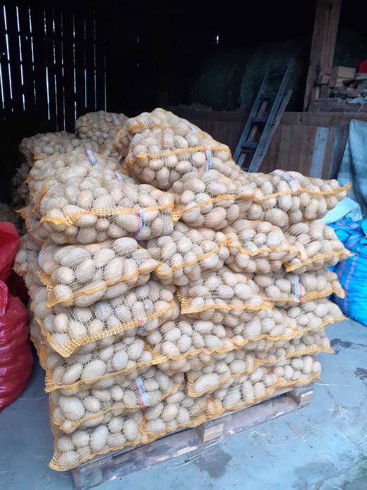 Ziemniaki soraya soraja 200szt po 15