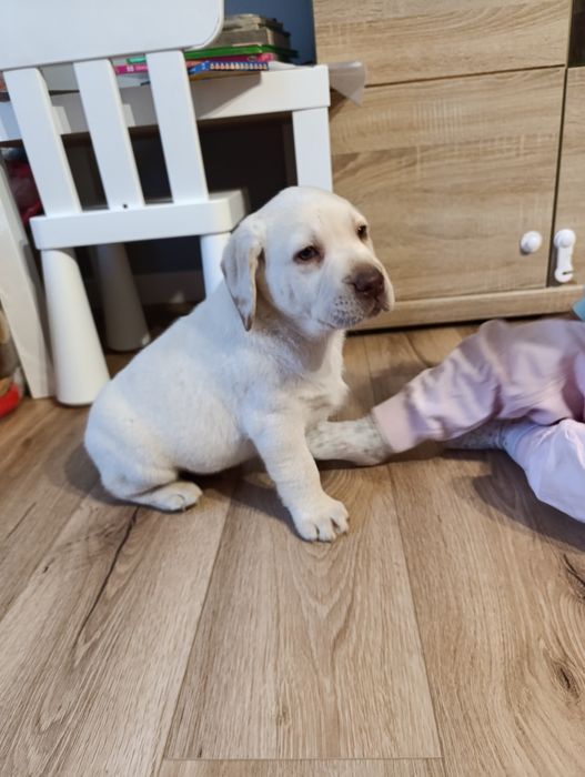 Labrador Retriever biszkoptowy piesek