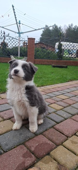 Border Collie gotowy na nowy dom